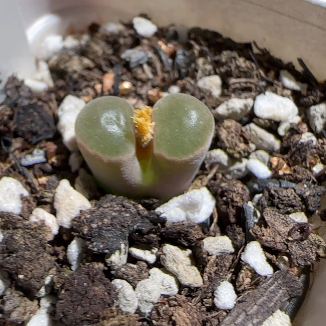 肉锥多肉植物组合-磁铁217
