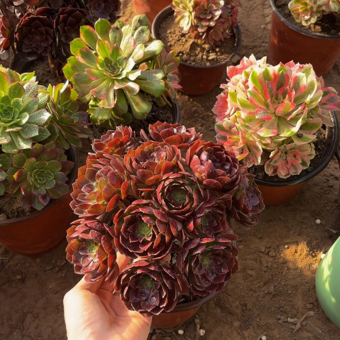 黑金玫瑰绣球9.9多肉植物