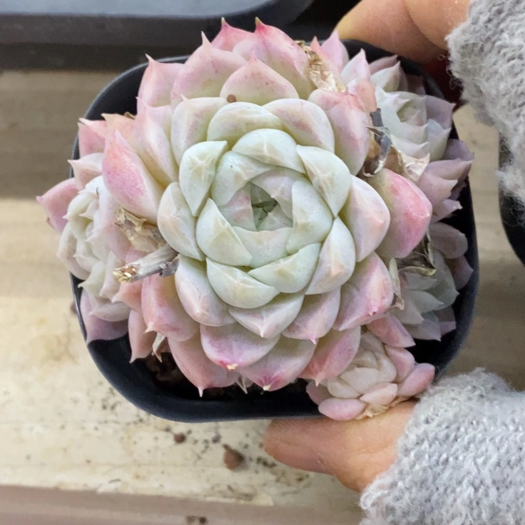 精品多肉一物一拍不包整262