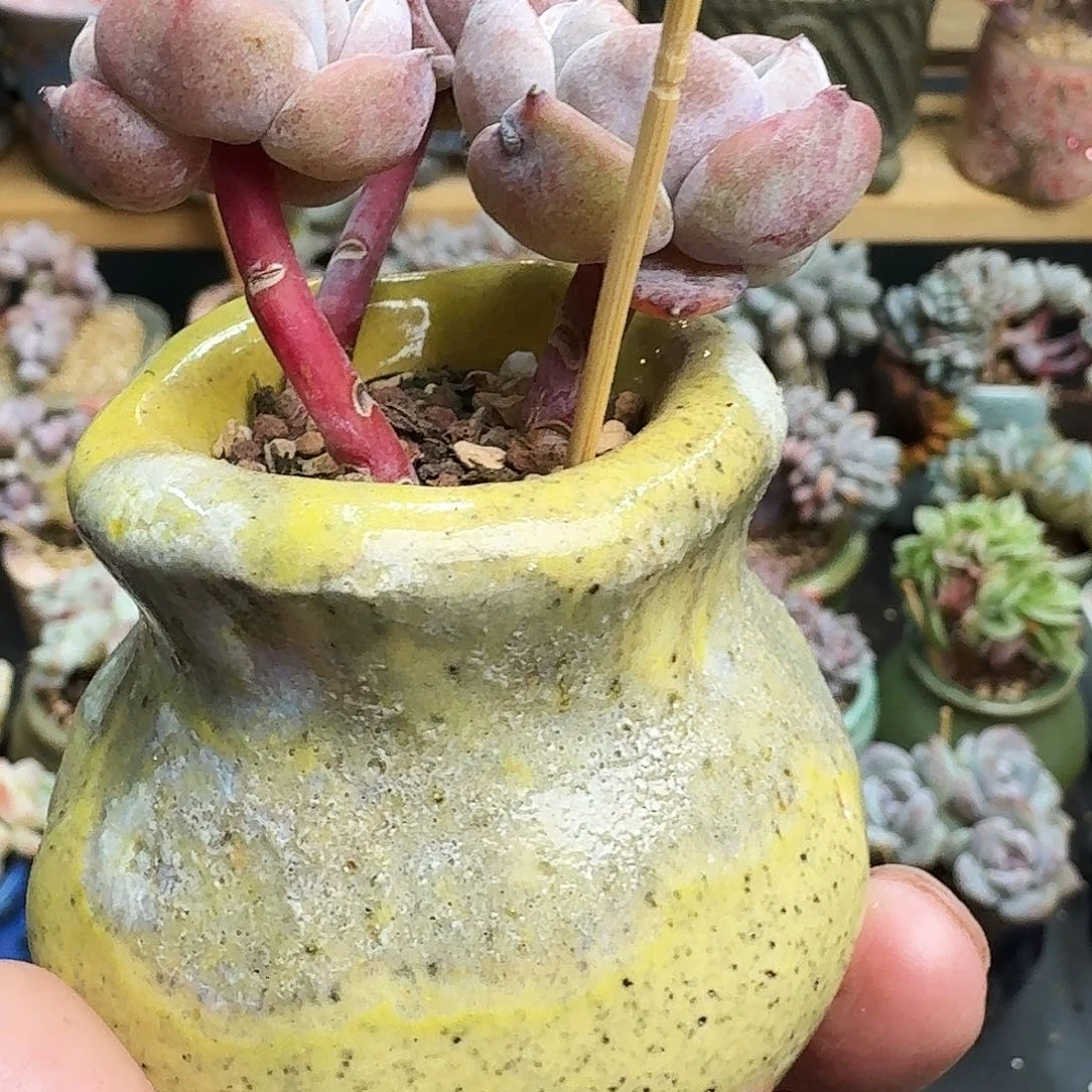 围****?多肉星影老桩长腿带盆