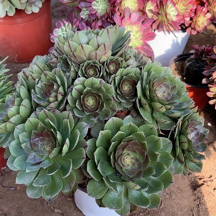 多肉植物万拉丝4