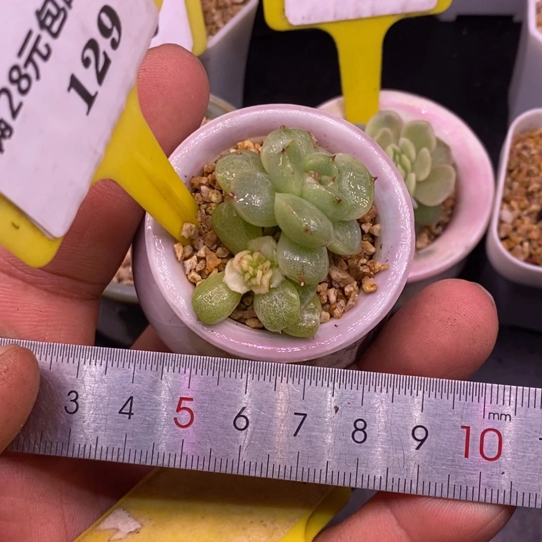 5129白泽石化变异蕾丝baijin