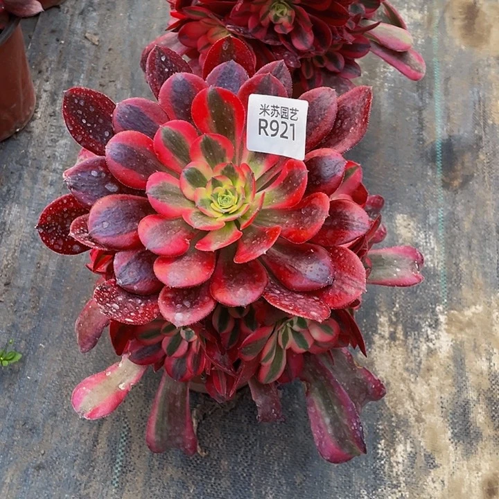 921多肉植物的生长