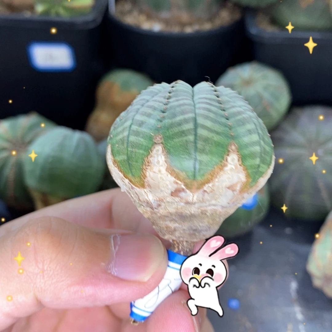欧系实生布纹球多肉植物