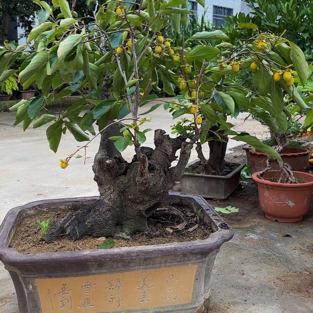 完全开放柿子树盆景盆栽植物