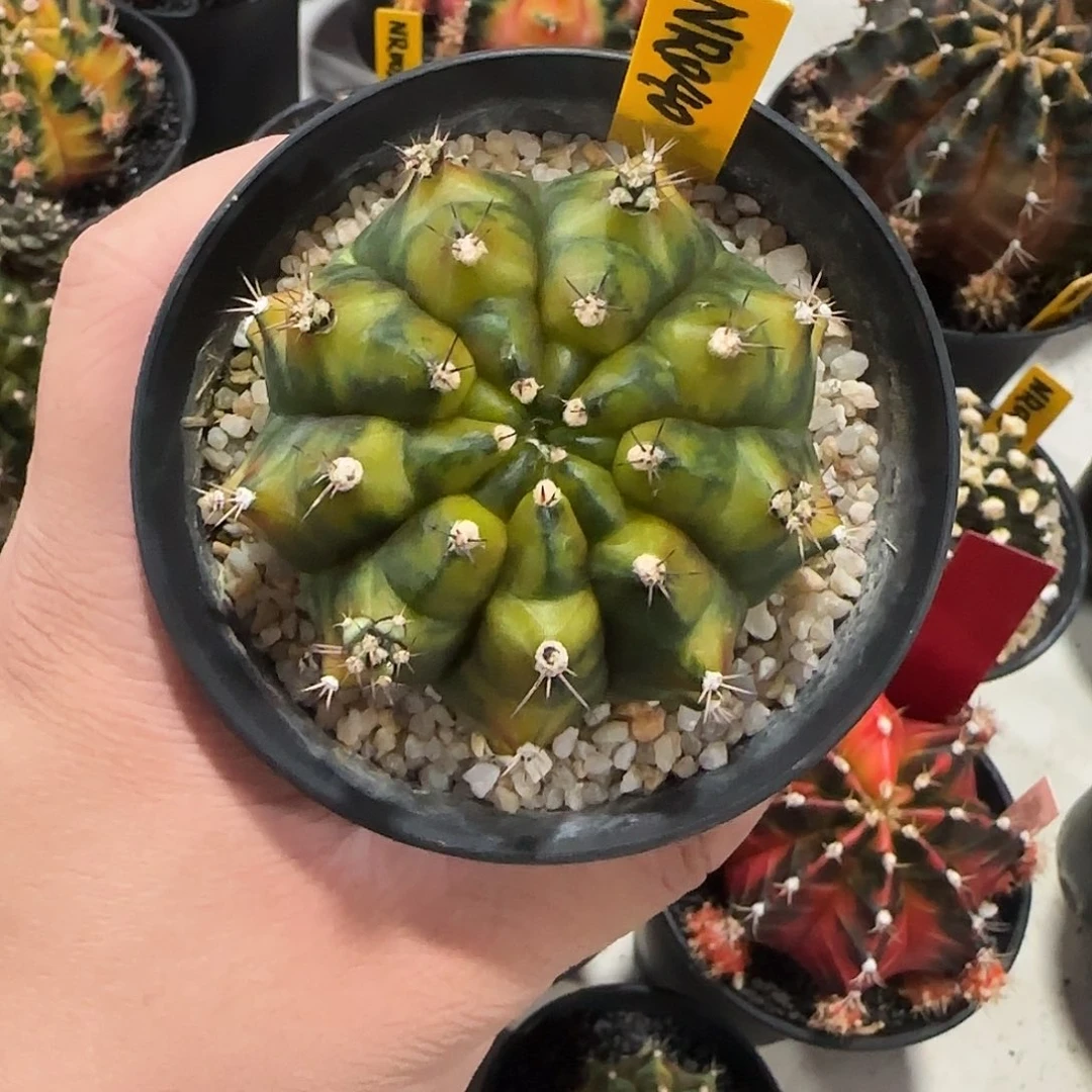 NR040-1224泰国米哈多肉