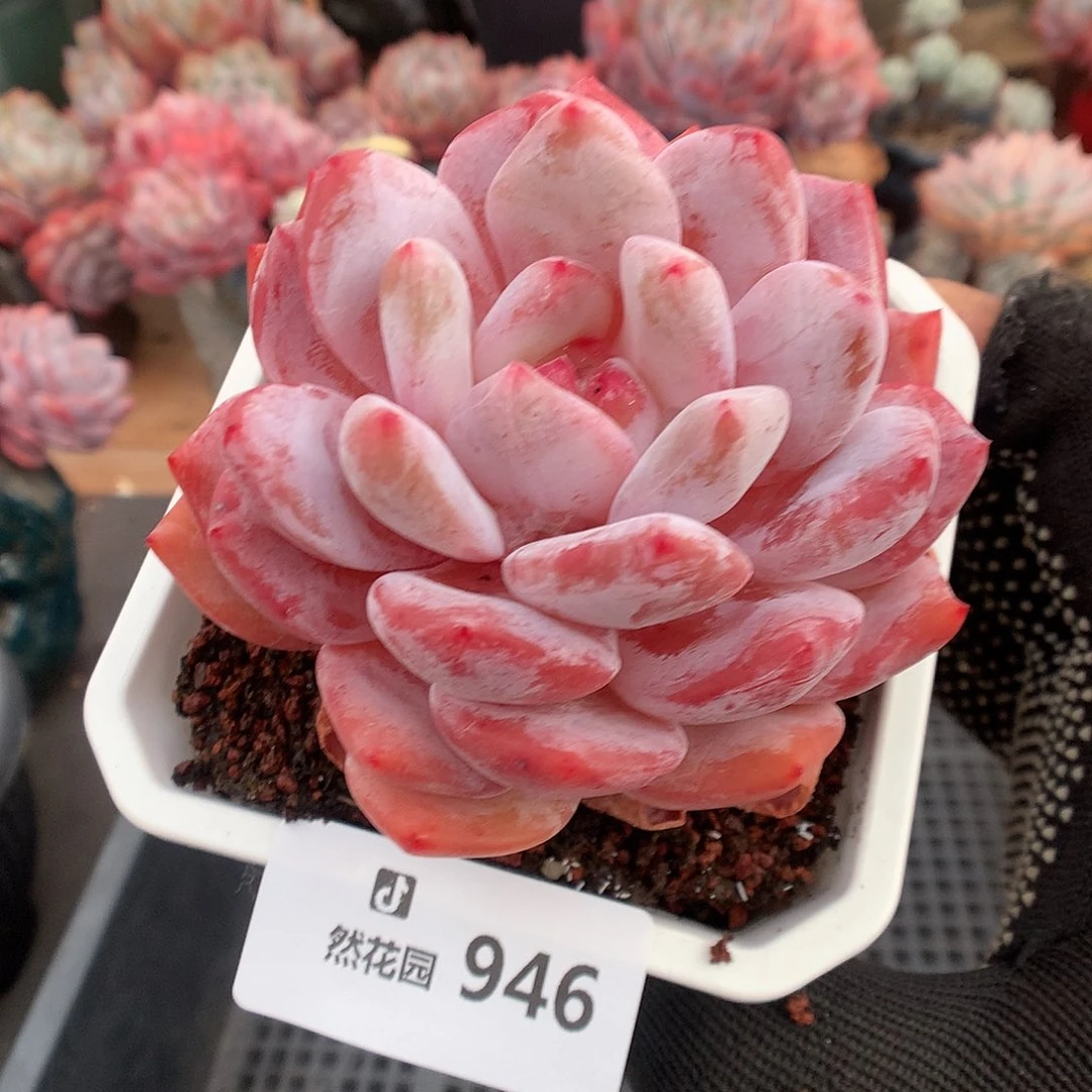 946紫皮橙多肉植物666