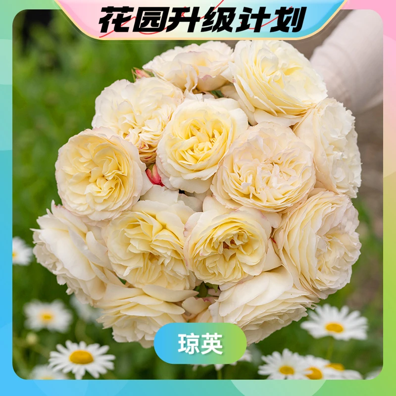 【花园升级计划】天狼月季琼英庭院大花自育丰花新手易养护花卉苗