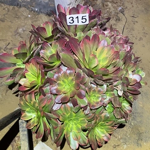 多肉植物法师315安娜