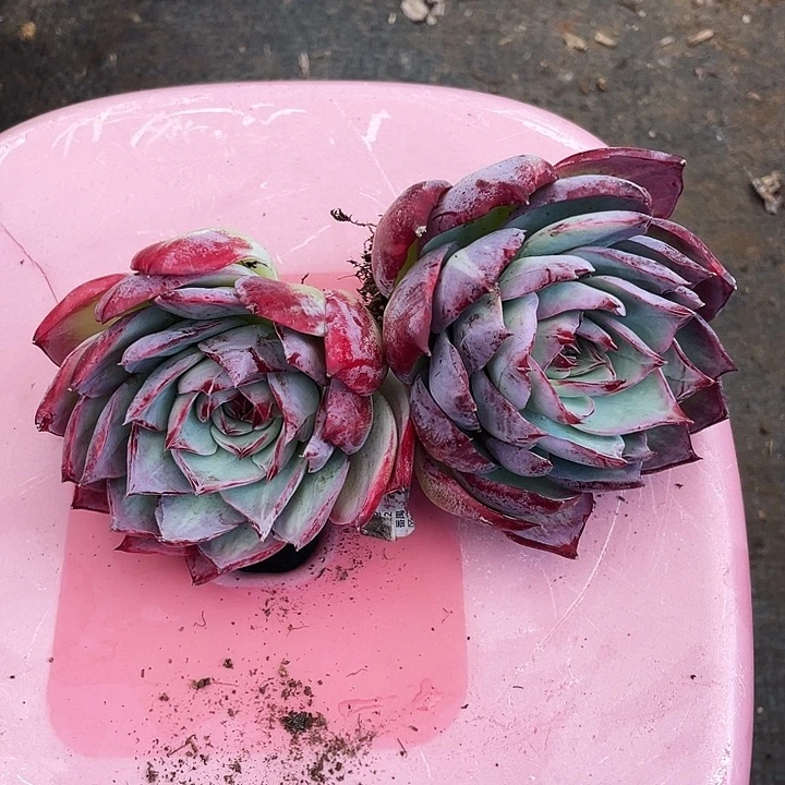 2颗老桩双面拉丝惊鸿10脱土发