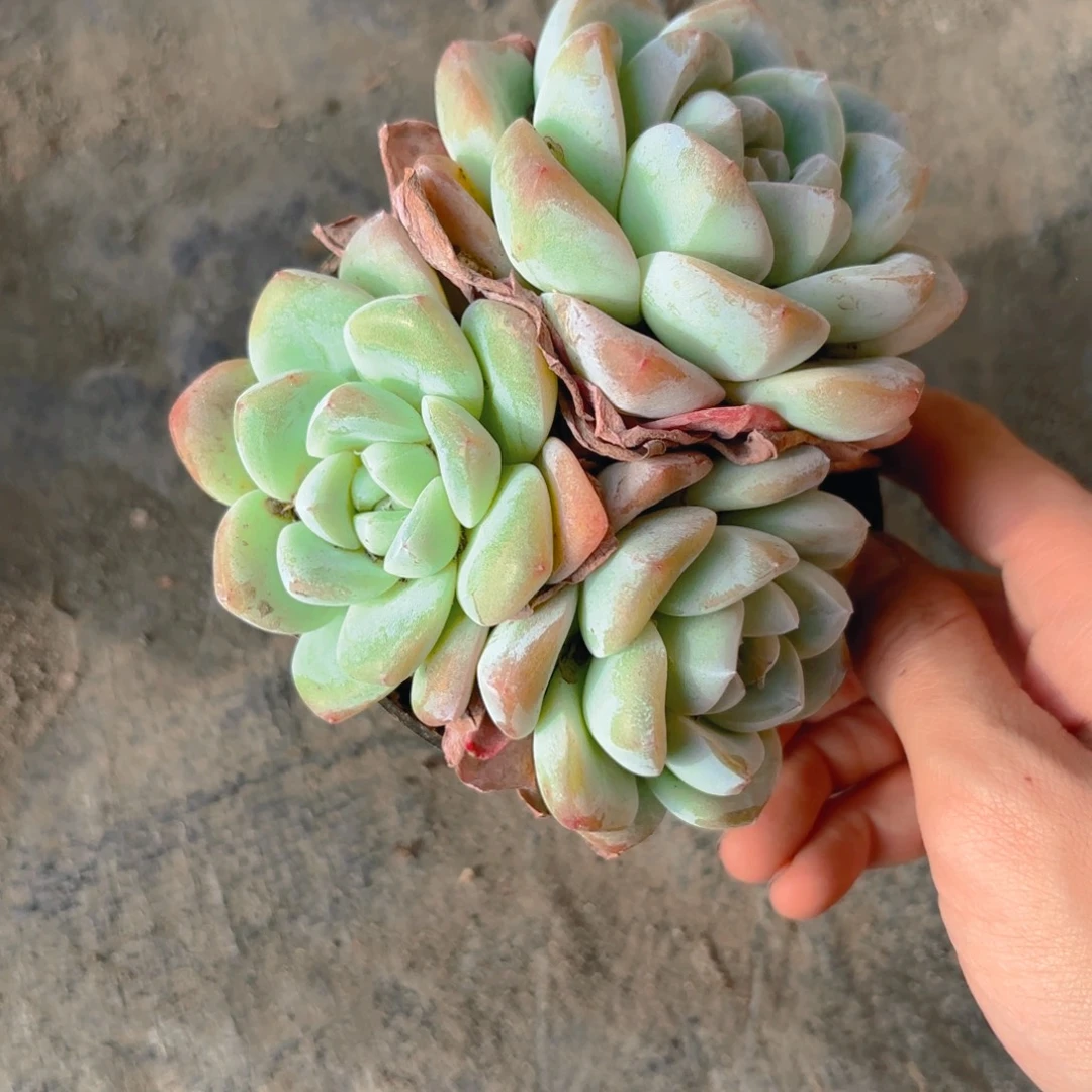 冰玉新疆包邮12cm新疆包邮