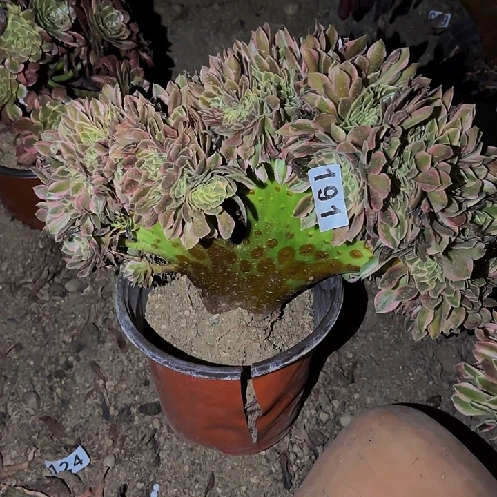 191男神多肉植物不售后