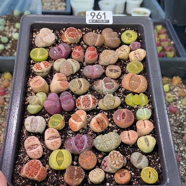 大舅生石生花肉锥多肉961