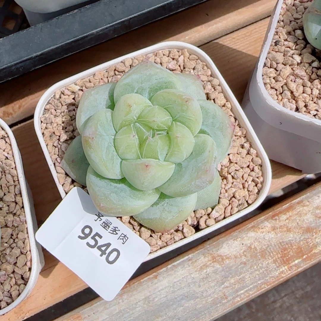 蔡***多白泽，9540多肉植物
