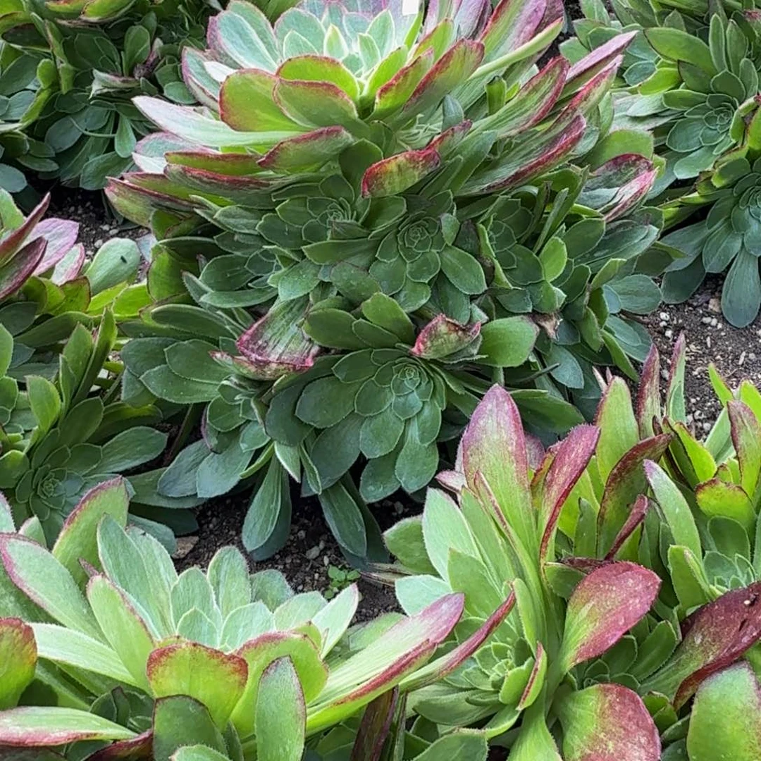 皇***祥160万花筒。多肉植物