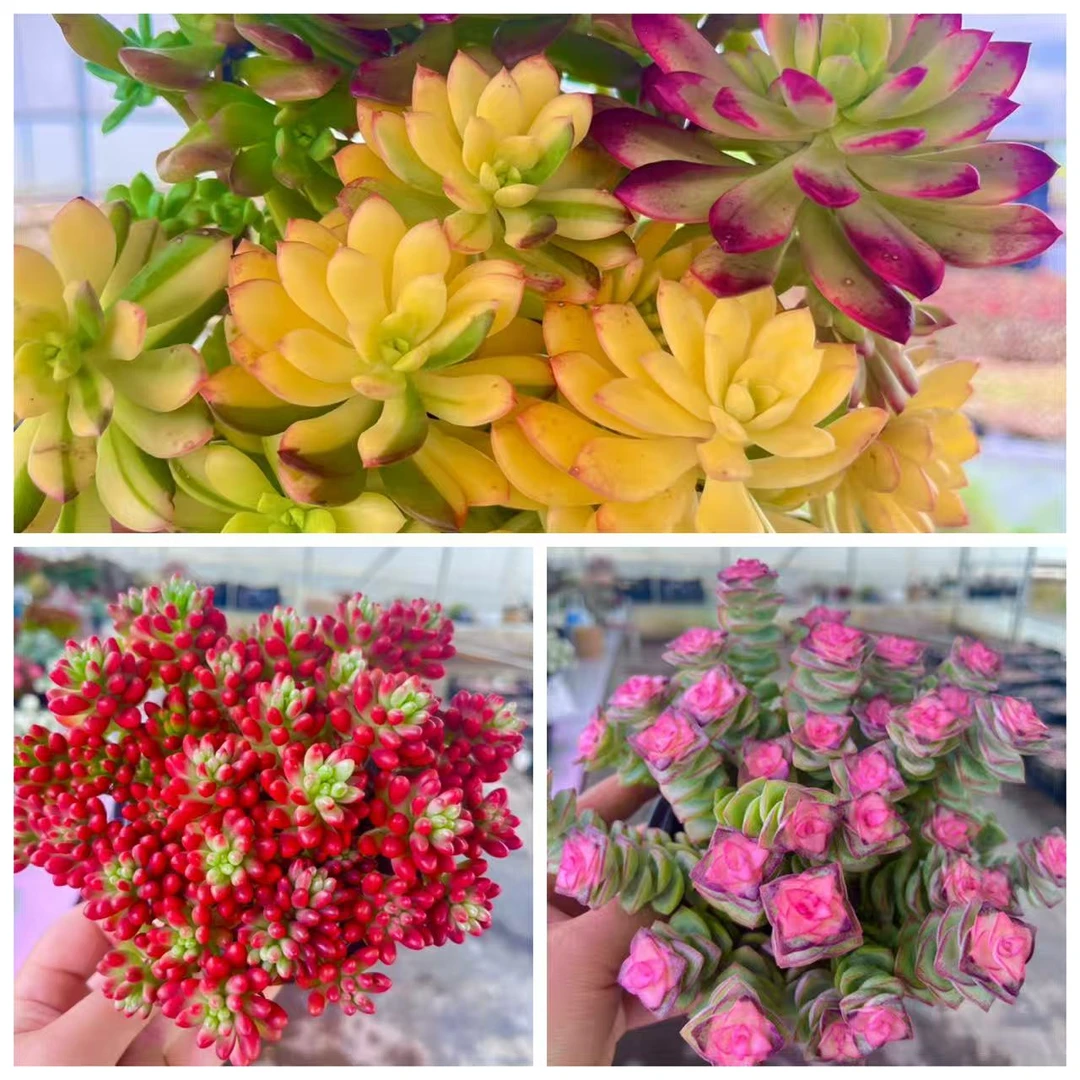 【七彩云南+转运珠+彩虹钱串 】带盆带土净化空气寓意好多肉植物