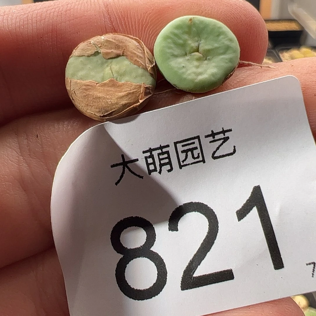 00000821 一物一拍……