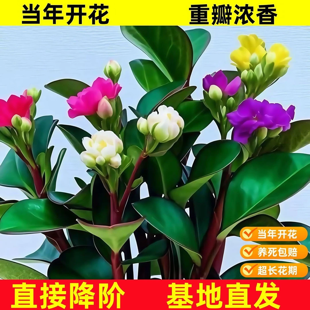 【50天开花】爆款碧玉新品四季常青室内花卉绿植净化浓香型盆栽新款