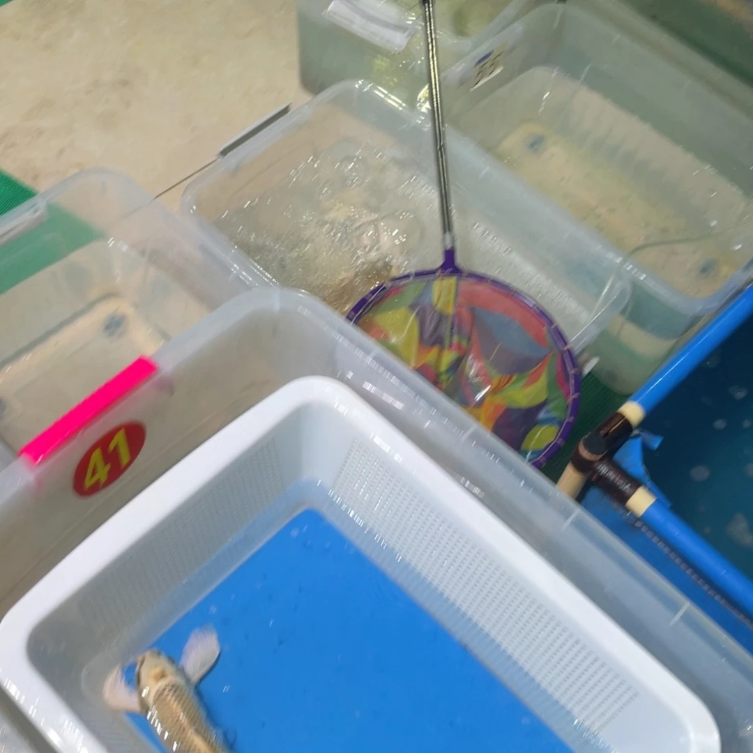 锦鲤池**鸟锦鲤包邮的时候