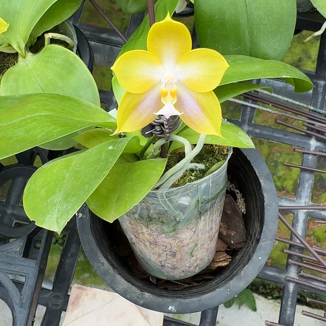 当前无花栽培后可以开花l1219 瑕疵2.5n6505