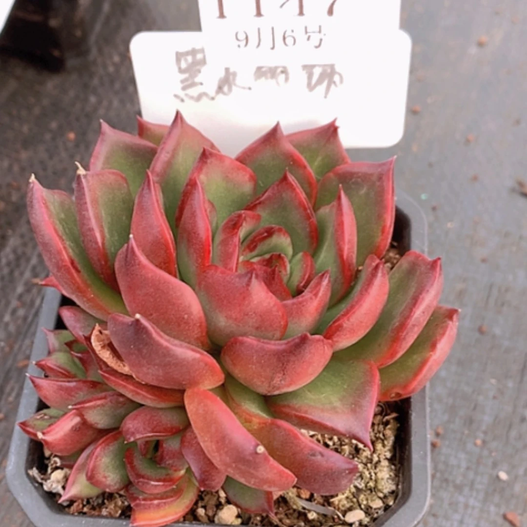 【闪购商品】云1147号