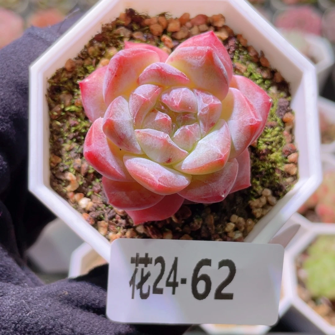 花利美24-62粉钻单头