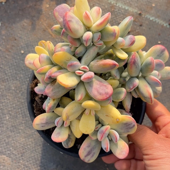 无花朵429号福娘锦无砍嫁接落地