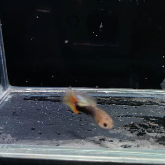 孔雀鱼计程车玻璃猫绒球一对