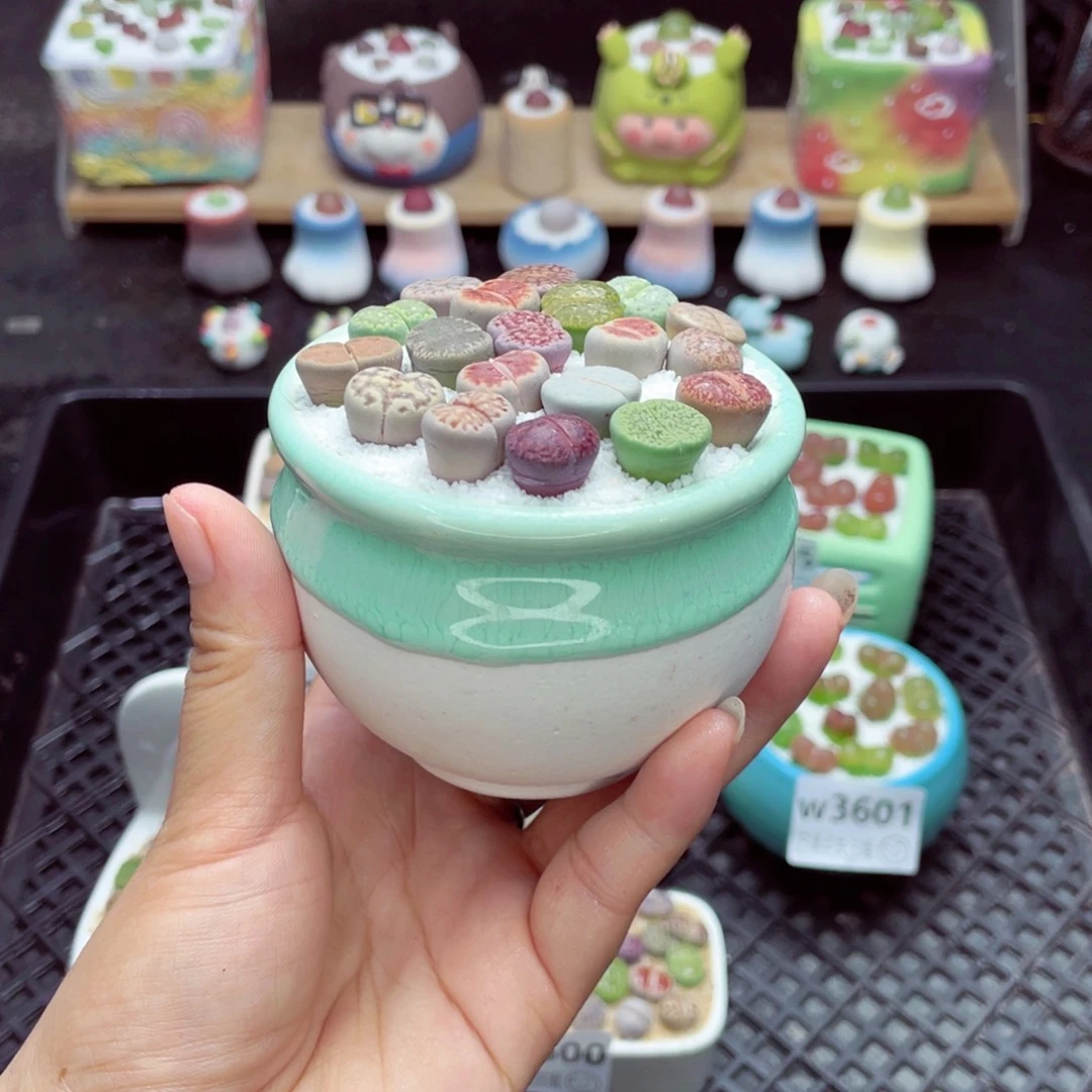 w3608 开播福利 带盆土发货一物一拍