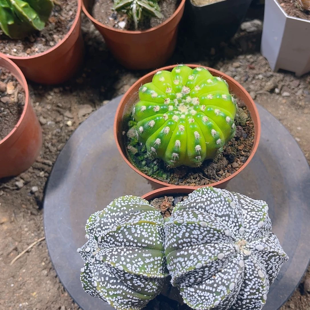 旋美玉鸾凤浴都一一一一