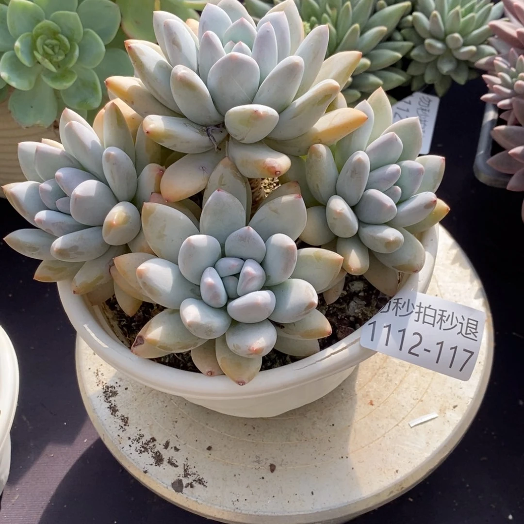 两单包邮1112-117香锁