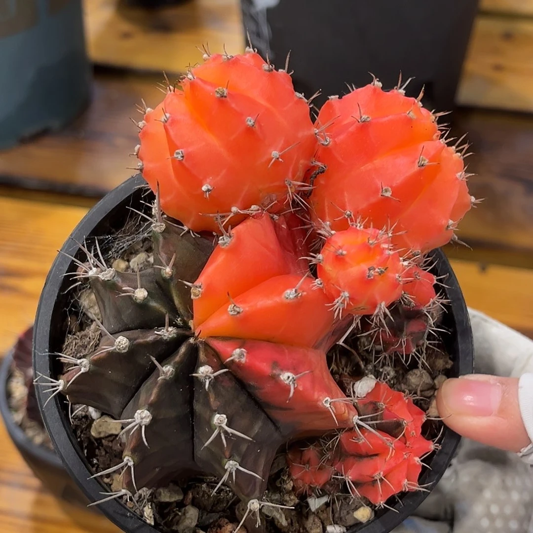 潮流植物 肋骨牡丹 锦