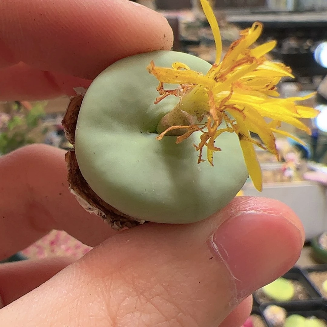 【闪购商品】73 dows