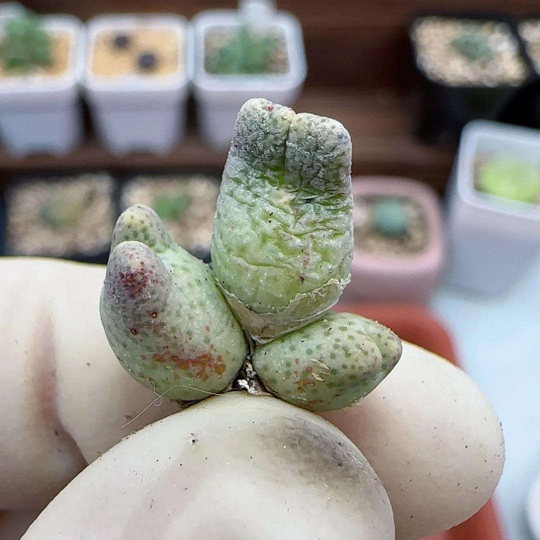 474鹿角斑马福利