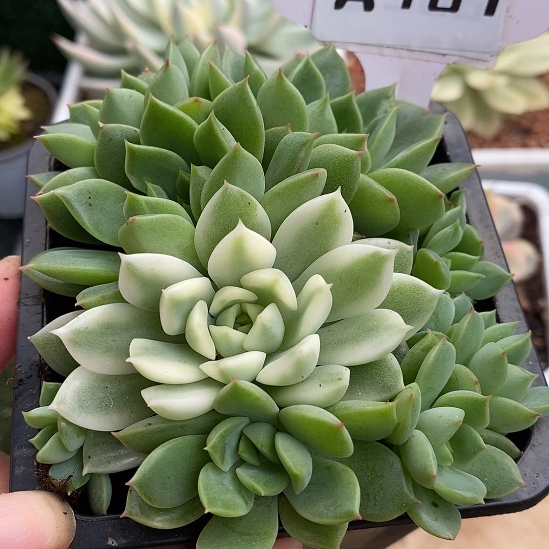 187群生哈哈哈哈哈哈哈哈