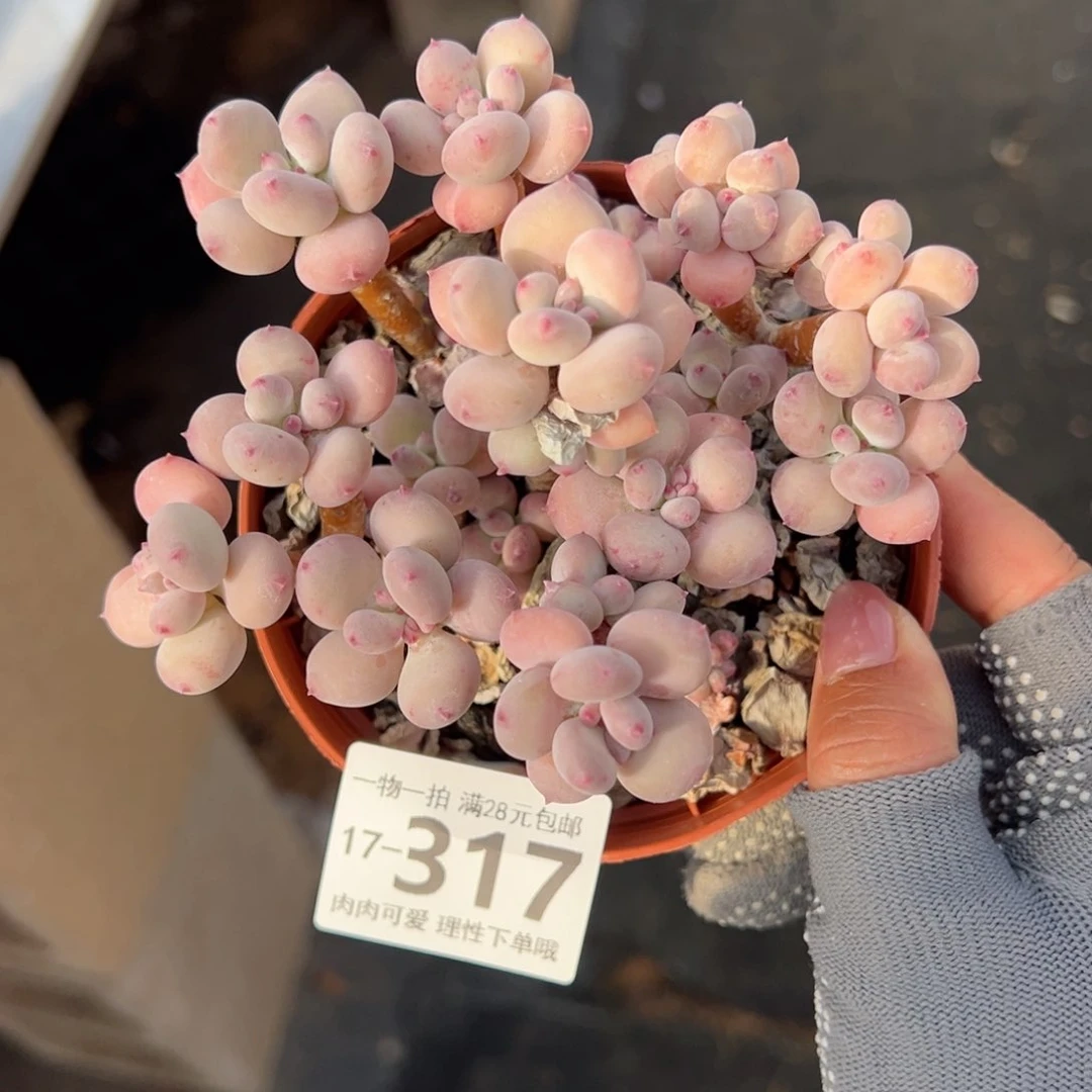 苹果奶不包整多肉多肉多肉多