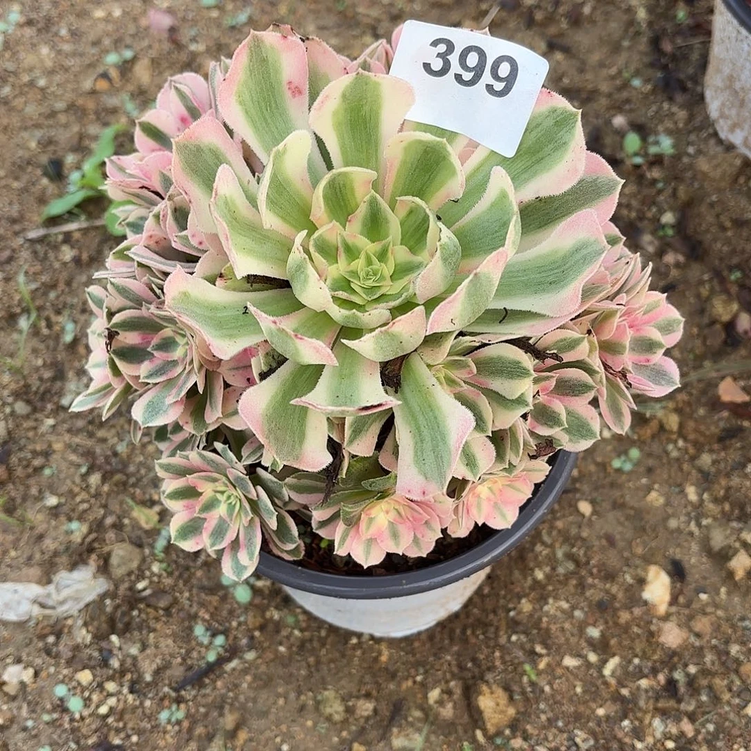 粉女巫断枝不包399