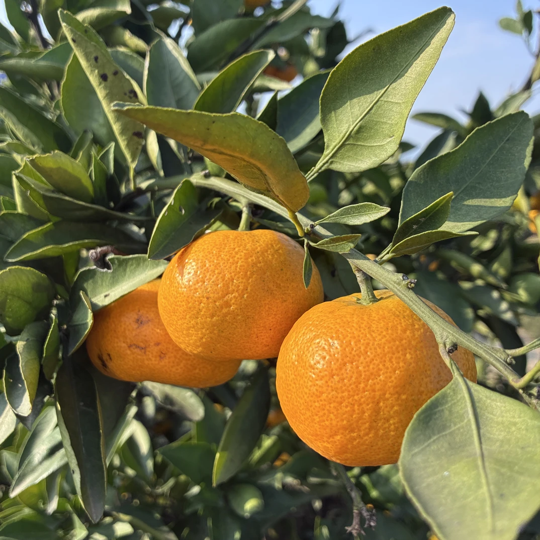 石门柑橘正宗老乡家自种石门蜜桔蜜橘可口新鲜橘子，桔子