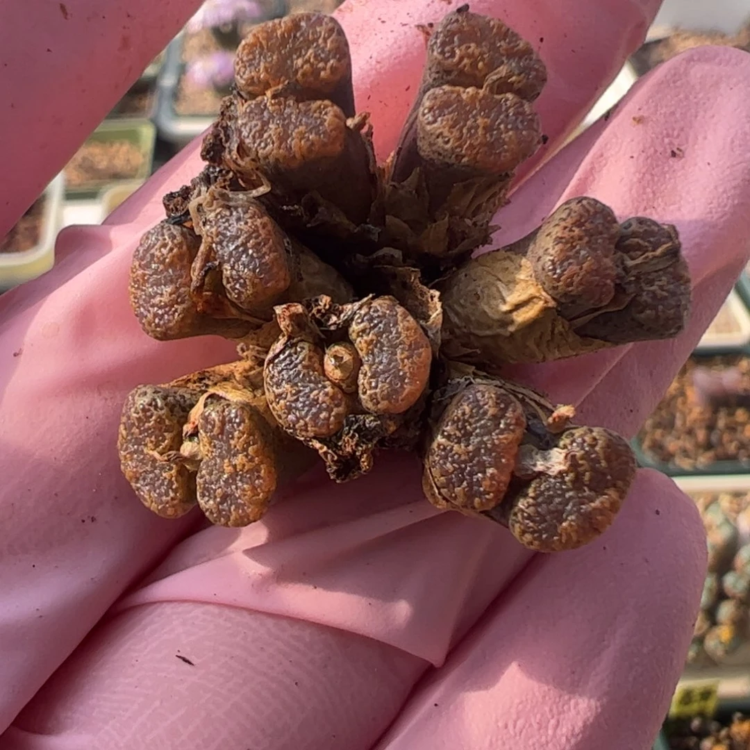 199 好看的多肉冲冲冲q