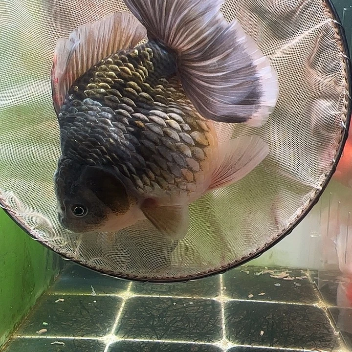 金鱼百褶泰狮压成30