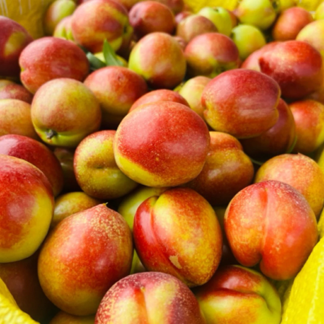 【书记助农】湖北黄肉油桃新鲜水果脆桃当季香甜多汁产地现摘