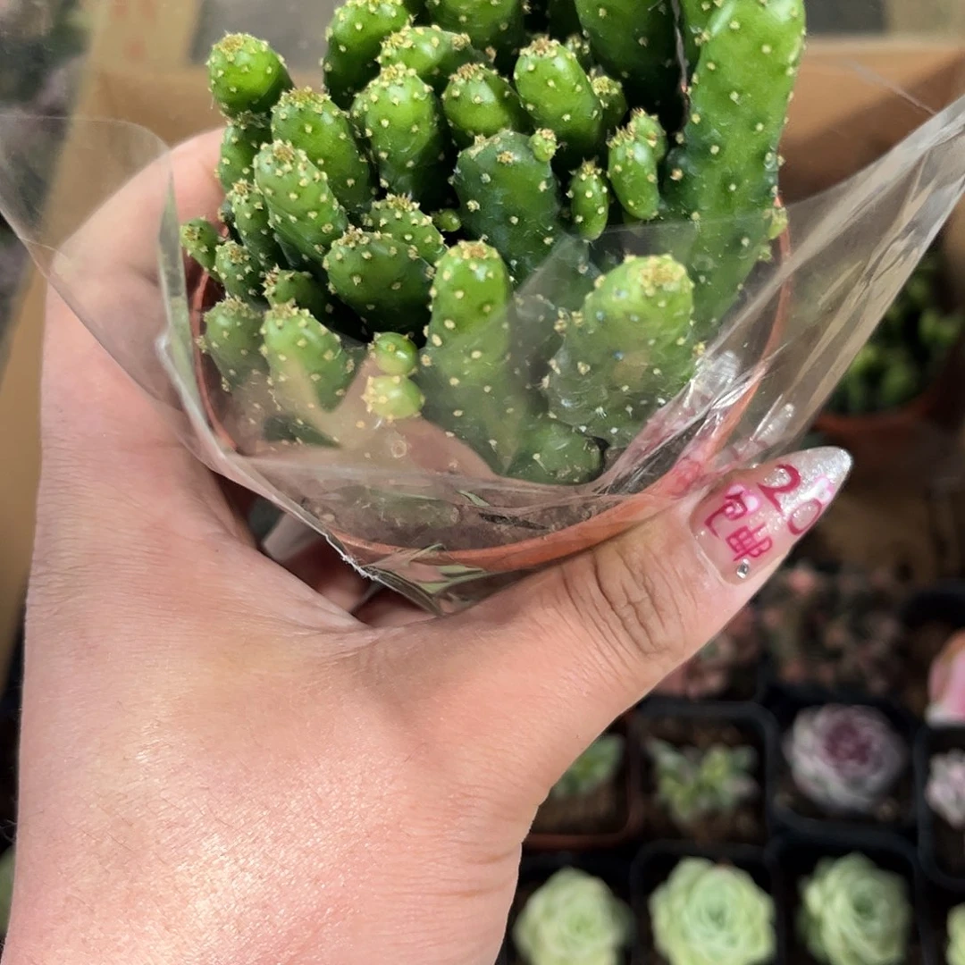 摇钱树单头发货有根发货