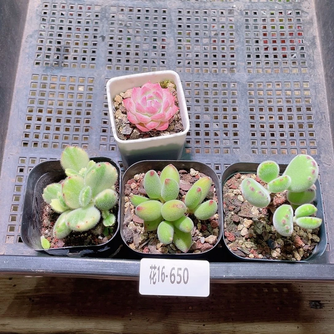 花利美16-650框拍4颗