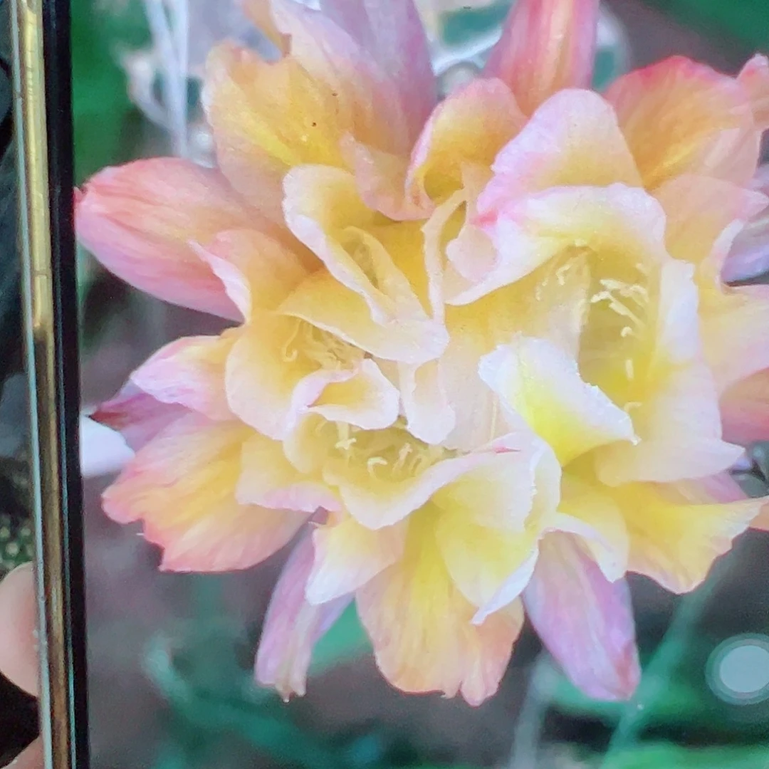 彩草 依然 侧芽 满20包邮