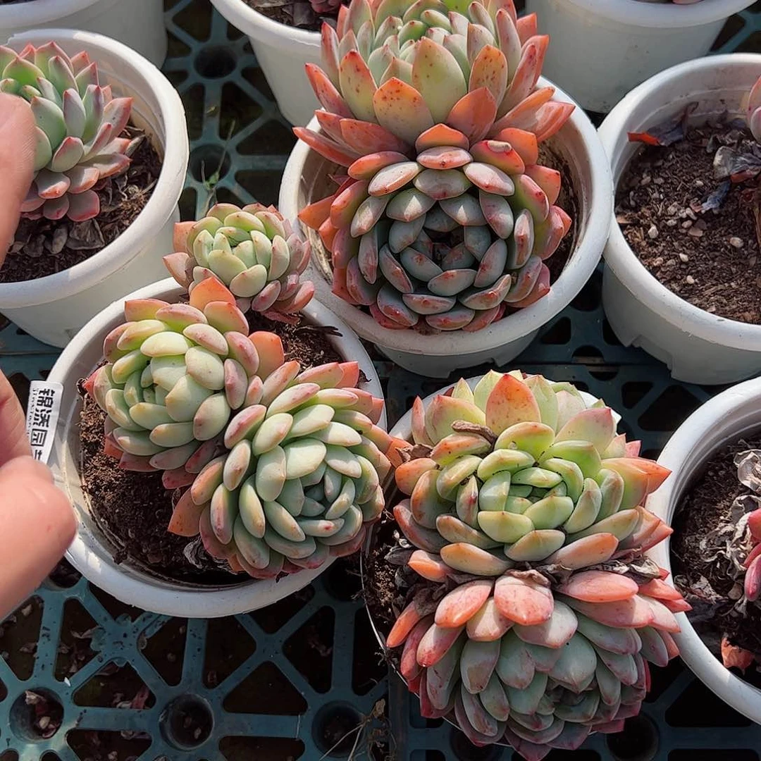 全明星双头起发三盆