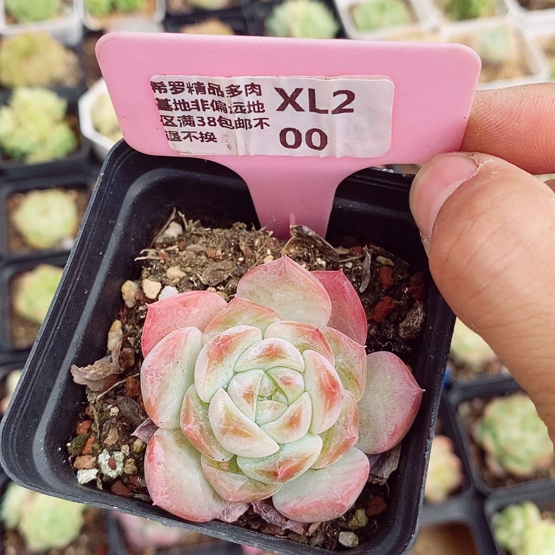 糖心福利5cm多肉植物