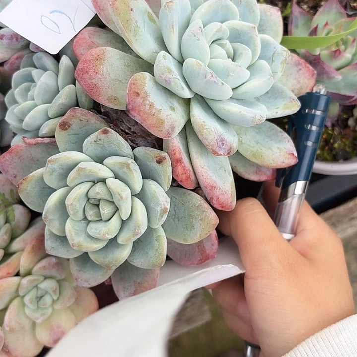 闪购021呀呀呀呀啊呀呀呀呀