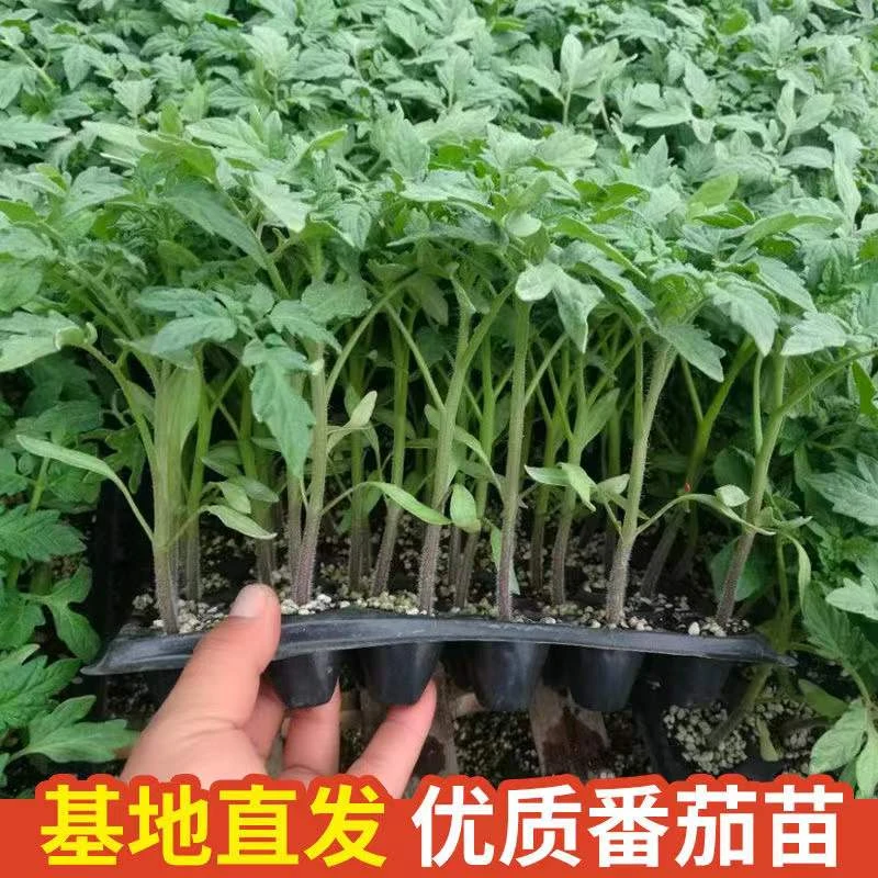 番茄秧苗西红柿秧苗千禧圣女果秧苗蔬菜苗小番茄苗盆栽秧苗果苗子