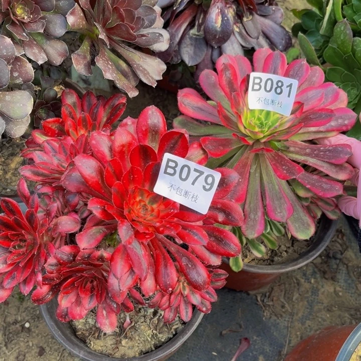 079和081有伤多肉法师不包断枝