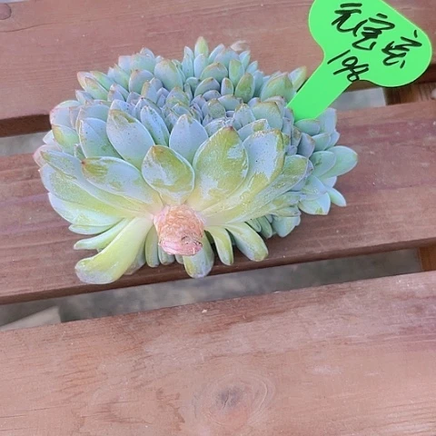 一物一拍星影缀化